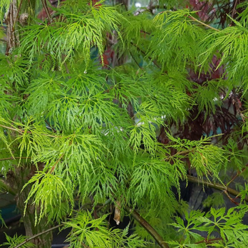 Клен дланевидный/веерный (Acer palmatum Emerald Lace) P9