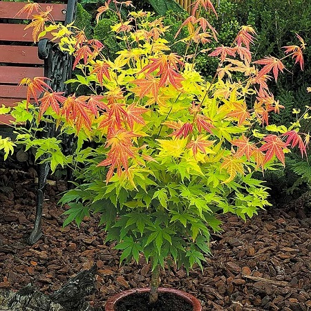 Клен дланевидный/веерный (Acer palmatum) P9