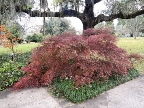 Клен дланевидный/веерный (Acer palmatum Emerald Lace) P9