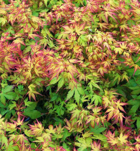 Клен дланевидный/веерный (Acer palmatum Katsura) P9