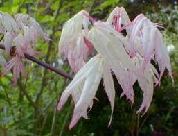 Клен дланевидный/веерный (Acer palmatum Ukigumo) C2