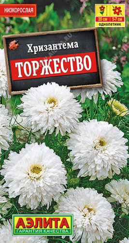 Хризантема букетная Торжество -РАСПРОДАЖА срок до 12.2022--   Одн