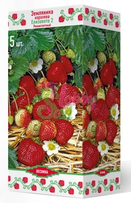 Земляника садовая Елизавета 2 (Fragaria ananassa) (коробка 5 шт) Поиск