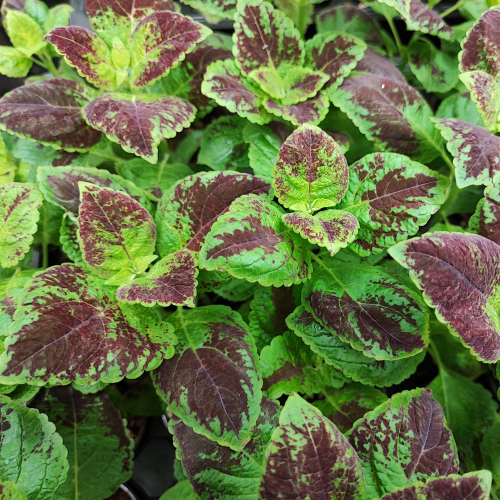 Колеус Allison