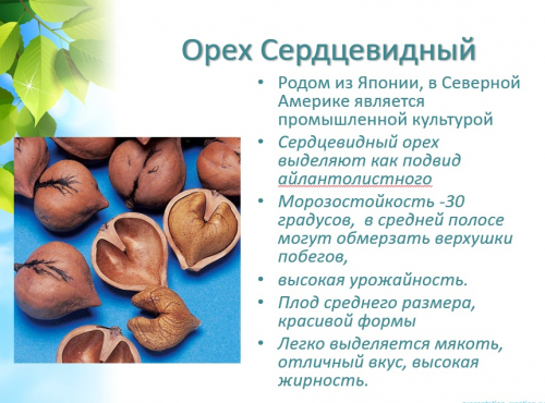 орех сердцевидный