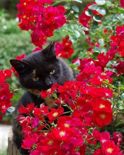 Черный кот возле цветов