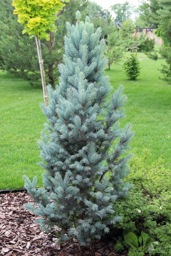 Ель колючая (Picea Pungens Iseli Fastigiate) C45 100-125