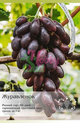 Виноград Журавленок столовый ЛПХ Данилюк