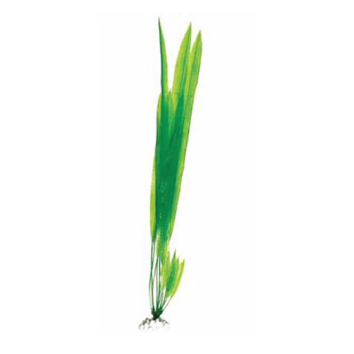 BARBUS 009/10 см. Plant зеленое растение