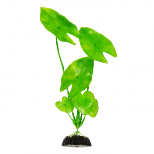 BARBUS 003/10 см. Plant зеленое растение
