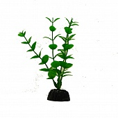 BARBUS 010/20 см. Plant зеленое растение