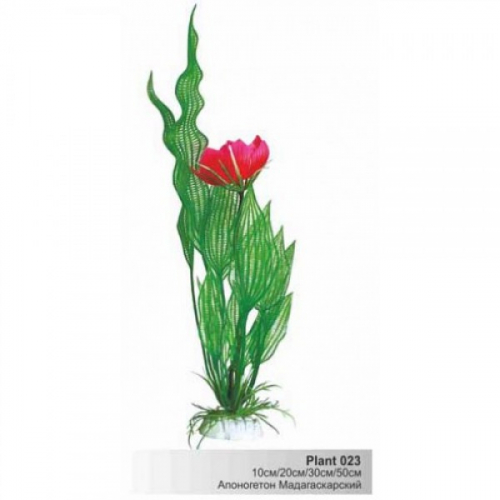 BARBUS 023/10 см. Plant с цветком растение