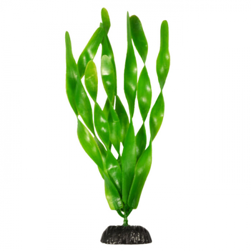 BARBUS 005/10 см. Plant широколистное растение