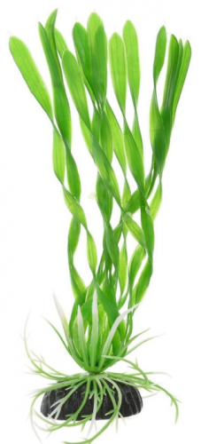 BARBUS 014/20 см. Plant зеленое растение