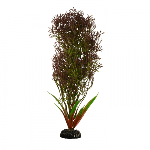 BARBUS 030/30 см. Plant черное растение