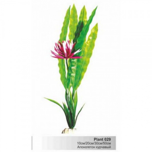 BARBUS 029/20 см. Plant зеленое с цветком растение