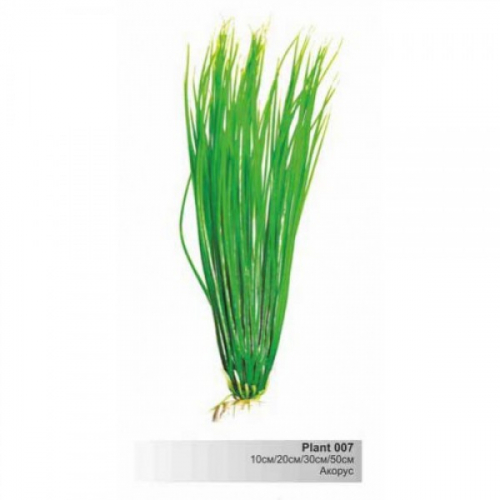 BARBUS 007/30 см. Plant зеленое растение