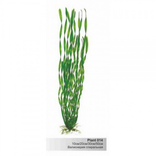 BARBUS 014/30 см. Plant зеленое растение