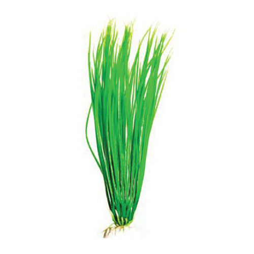 BARBUS 007/10 см. Plant зеленое растение