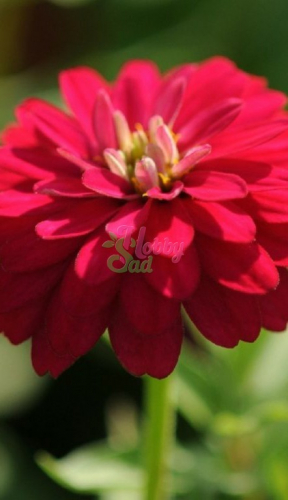 Цветы Цинния Дабл Захара Черри (6 шт) Семена Алтая