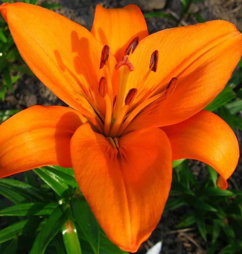 Эньяк, ЛА-гибрид, разбор 16/18 3шт. Alio