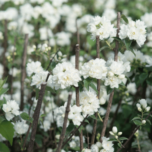 Жасмин садовый (Чубушник) Шнеештурм/ЦКор Поиск