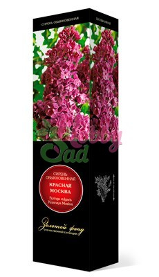 Сирень Красная Москва обыкновенная. Поиск
