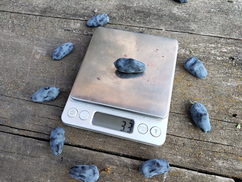 Жимолость Северное чудовище (Бореал Бист) (С1,5-2)