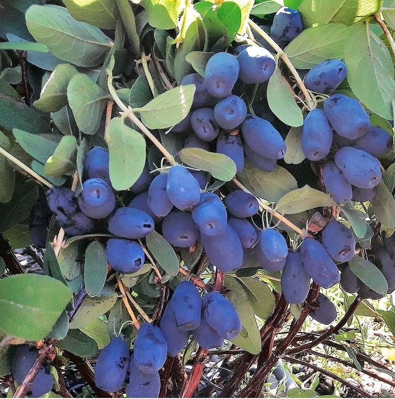 Жимолость Северное чудовище (Бореал Бист) (С1,5-2)