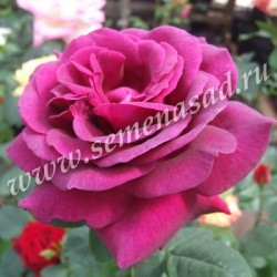 Роза чайно-гибридная Биг Пёпл (пурпурный)