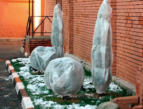 белым спанбондом укрывают хвойные на зиму