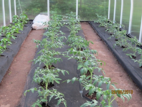 томаты в спанбонде. в теплице. черный спанбонд на грядке дайт очень хорошее дополнительное тепло земле
