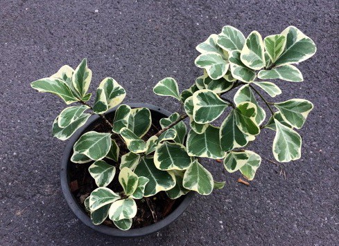 Фикус треугольный вариегата