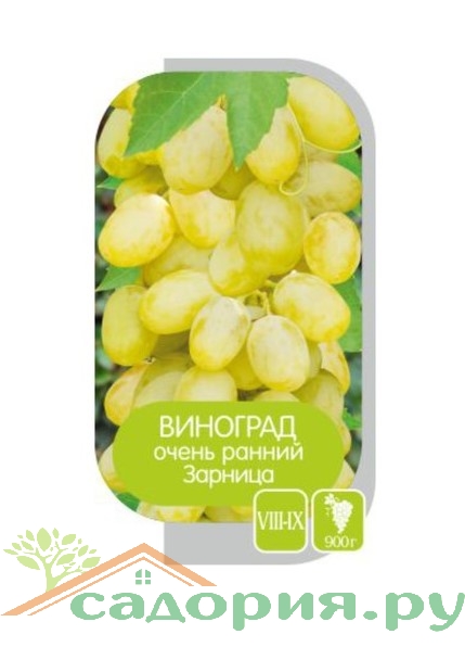 Виноград Зарница Фото