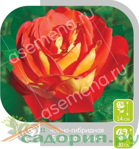 Роза Большой Театр ЧГ/Семена Алтая (Сибирские розы)