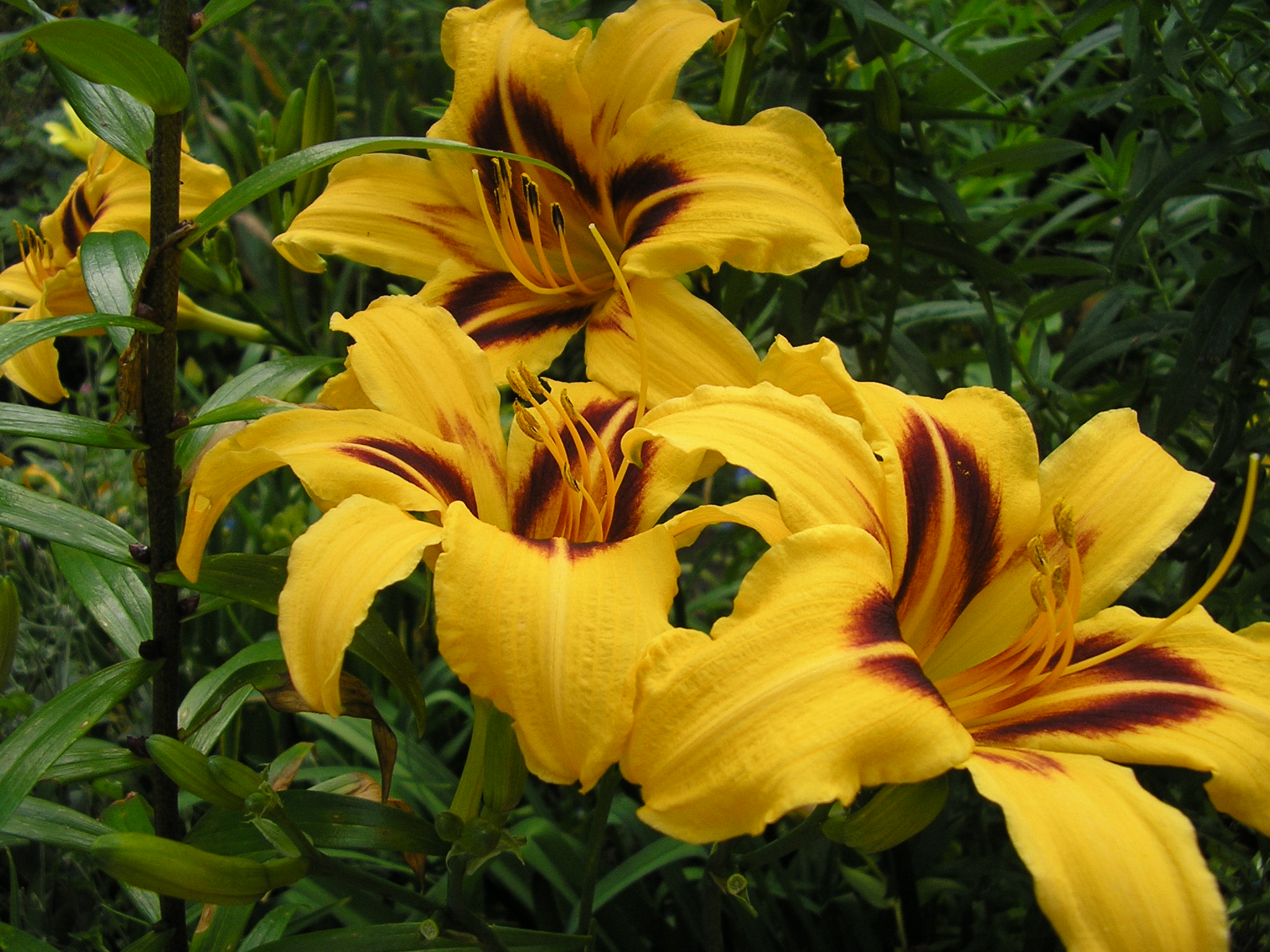 Лилейник гибридный / Hemerocallis Hybrid \