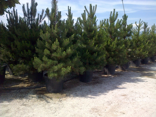 Pinus nigra C20 (80-100)