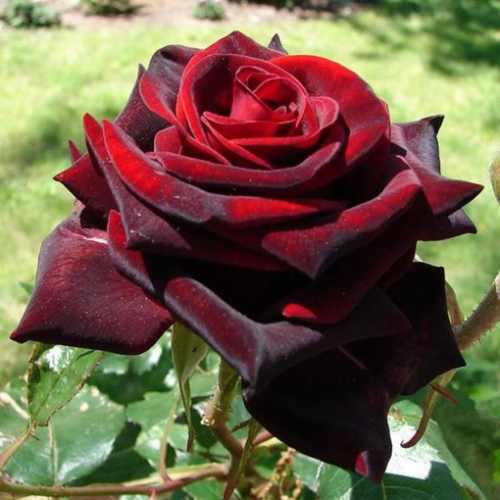роза Черная магия (чайно гибридная )