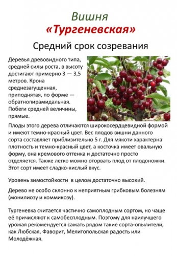 Вишня Тургеневская трехлетка