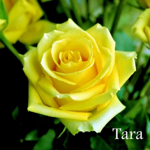 роза  Таро ( чайно гибридная)