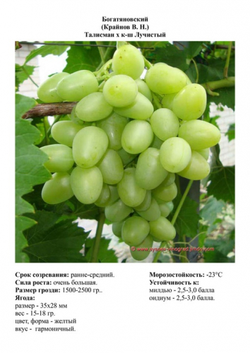 винограда Богатяновский (двухлетка)