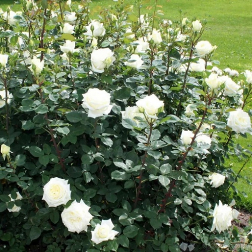 роза  Белый медведь (чайно гибридная)