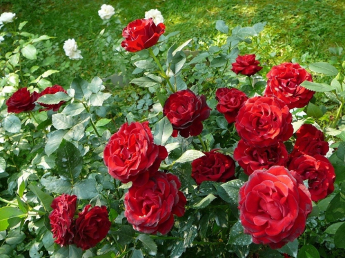 роза Ред Берлин чайногибридная