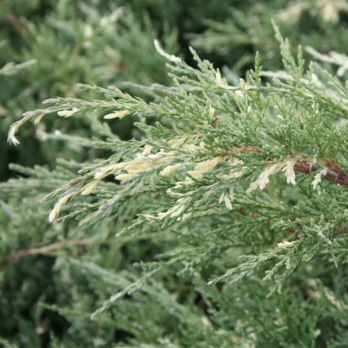 Juniperus virg. Hetz Variegata C2 (20-40)