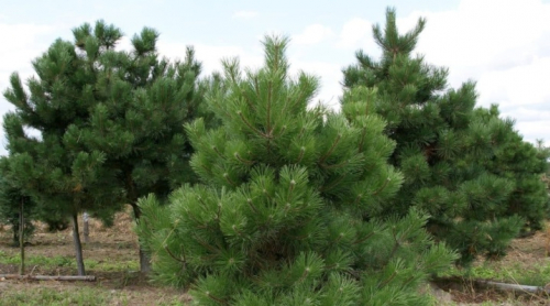 Сосна Pinus cembra C3 (30 - 40)