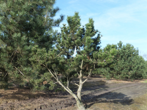 Сосна Pinus mugo C3 (20 - 30)