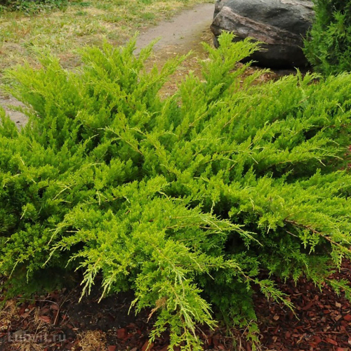 Juniperus sab. Knap Hill C2 (20-40)