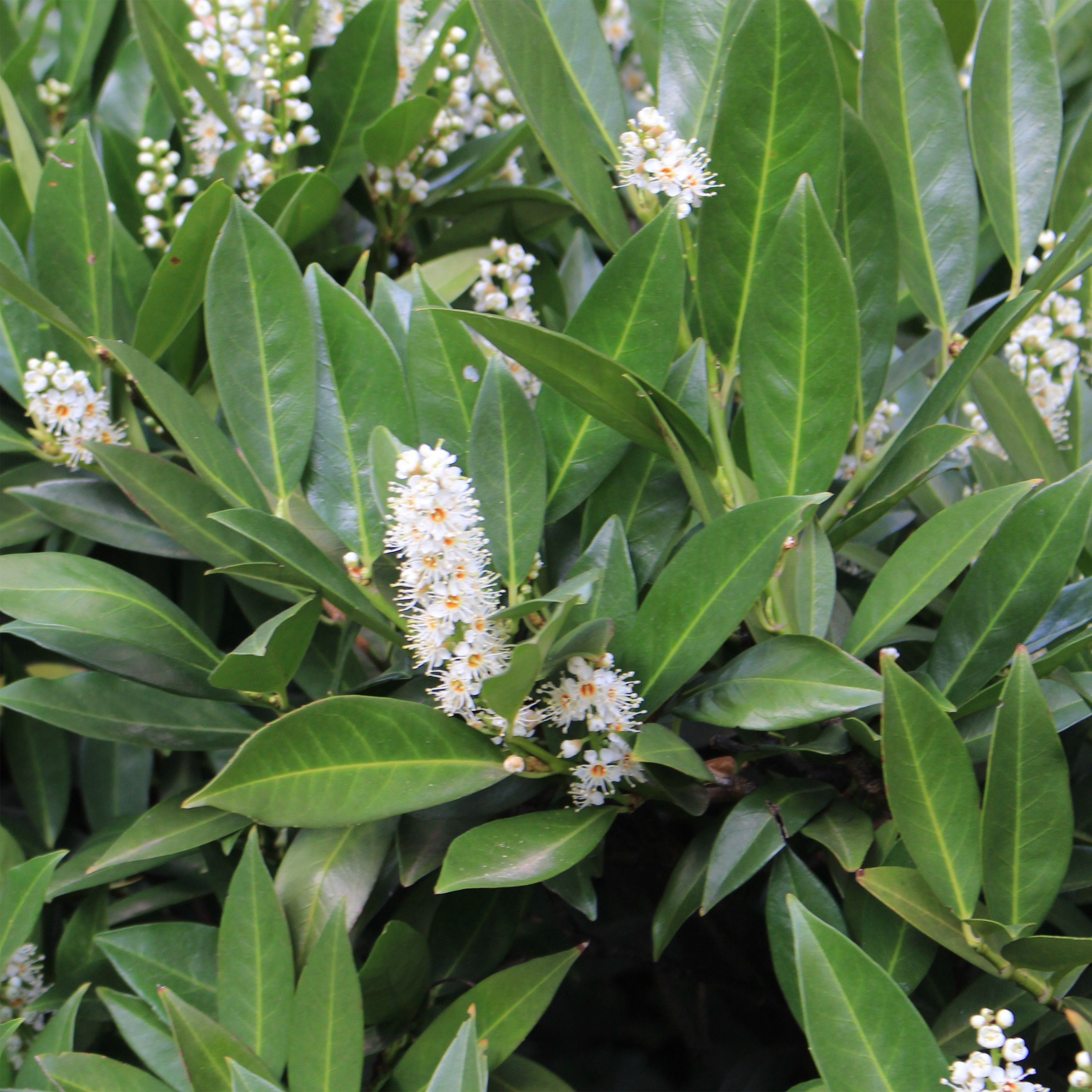 Лавровишня. Лавровишня (laurocerasus officinalis). Лавровишня Клеопатра. Лавровишня 'Caucasica'. Лавровишня цветет.