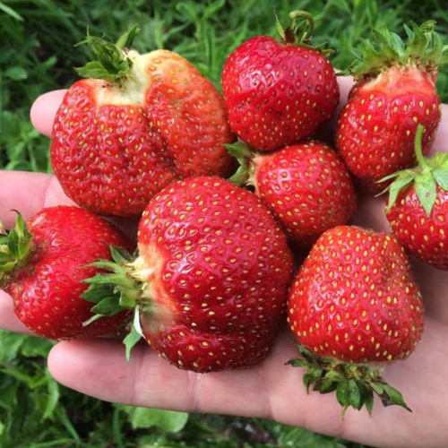 Клубника Мармелада