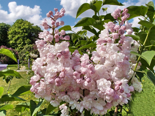 Сирень Красавица Москвы